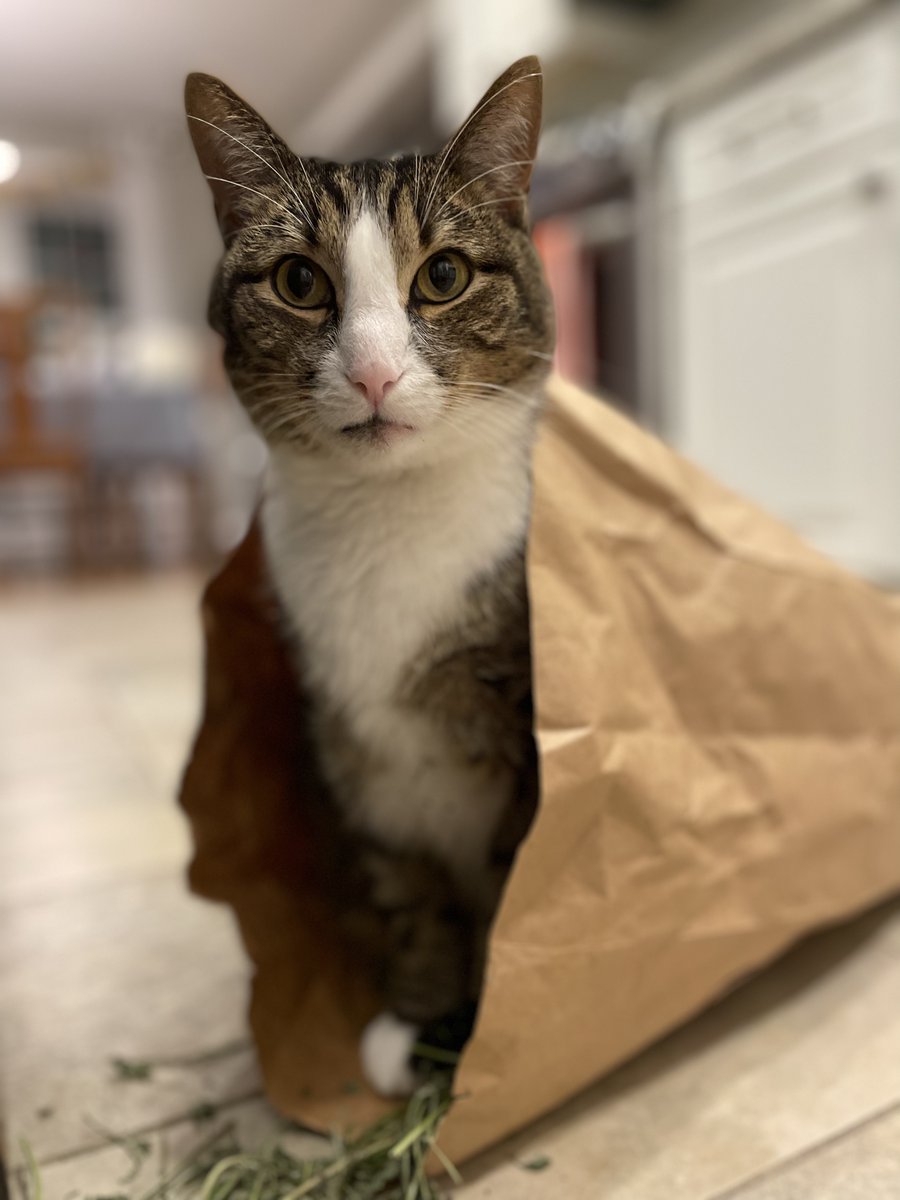 Six years ago, a cat we rescued gave birth in my son's closet. We kept 1 of the kittens. Milo has grown a lot in the past 6 years and he has become an important part of our family. Happy Birthday, Milo!🐈🎂<a href="/catsofinstagram/">Cats of Instagram</a> <a href="/catsnkittys/">Cats and Kittens</a> <a href="/CatsOnTap/">Beer Cats</a> <a href="/thecatreviewer/">The Cat Reviewer</a> <a href="/ColeTheBlackCat/">Cole & Marmalade</a>