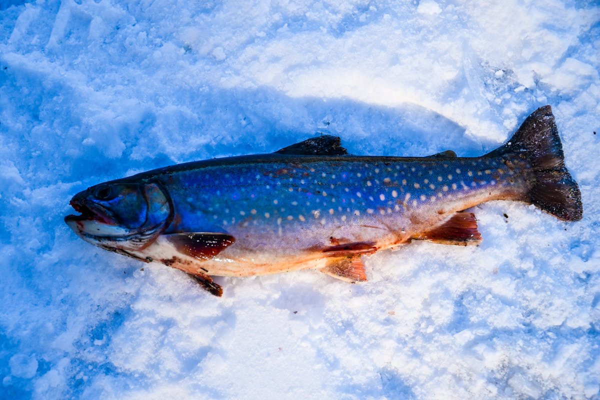 JBadventurer's tweet photo. Spec, Lake, Splake - three of my ice fishing catches over the last three outings. A Splake is a hybrid cross of a Speckled Trout (same as Brook Trout) and a Lake Trout.
@williamsfishing #williamslures #icefishing #speckledtrout #laketrout #splake #fishing https://t.co/UdgMYMr8v7