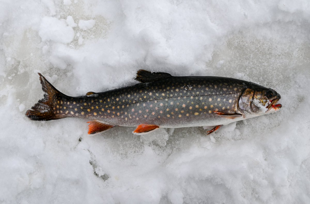 JBadventurer's tweet photo. Spec, Lake, Splake - three of my ice fishing catches over the last three outings. A Splake is a hybrid cross of a Speckled Trout (same as Brook Trout) and a Lake Trout.
@williamsfishing #williamslures #icefishing #speckledtrout #laketrout #splake #fishing https://t.co/UdgMYMr8v7