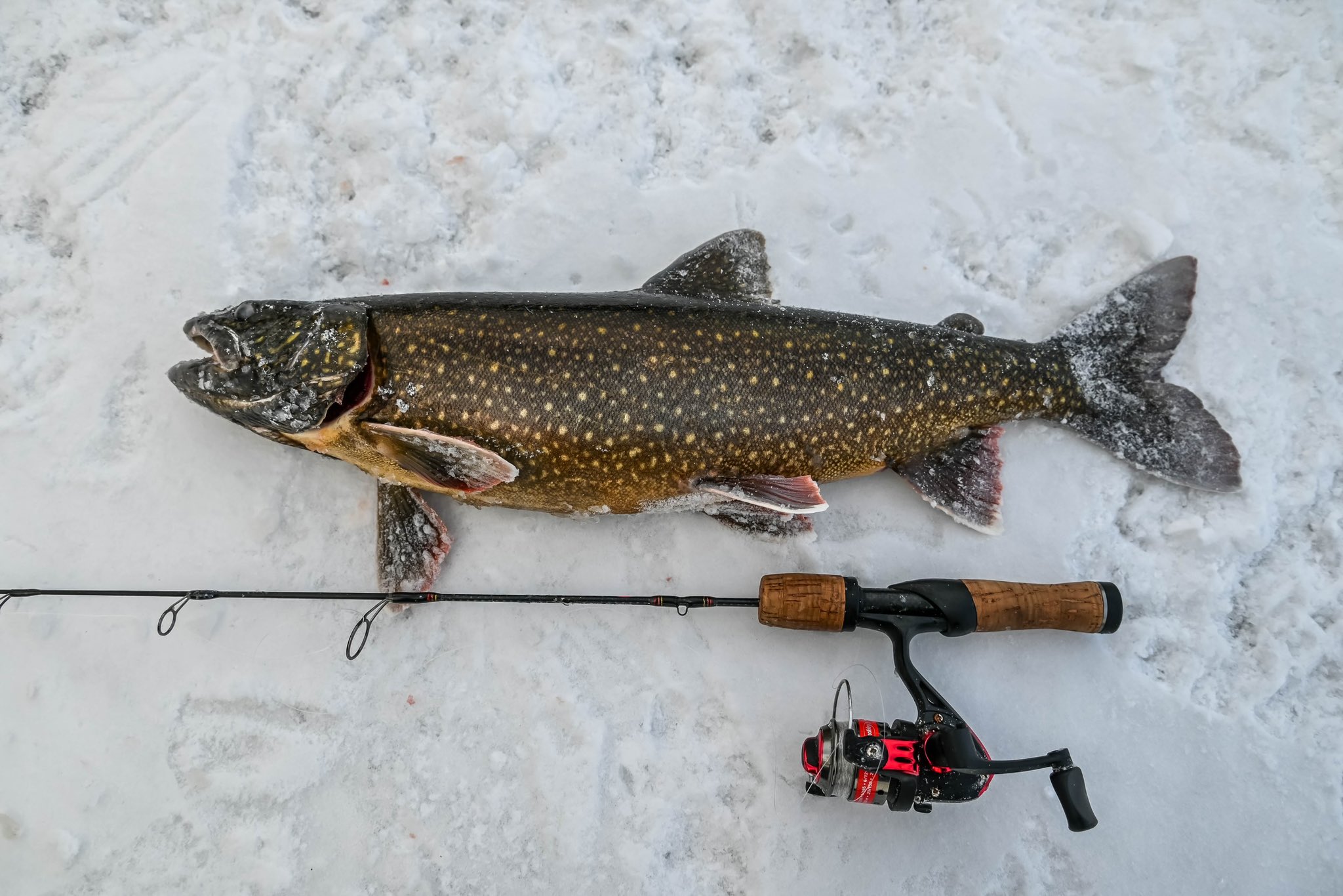 Spro Squid Lake Trout Jigs - Marine General - Ice Fishing