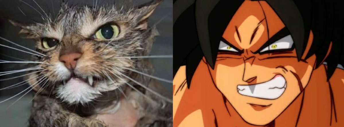 Noodledori's tweet photo. Dragon ball but Cats https://t.co/10vzCxM8ZW
