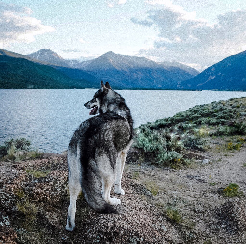 Take me back to Colorado. #twitterdogcommunity #twitterdog #dogsoftwitter