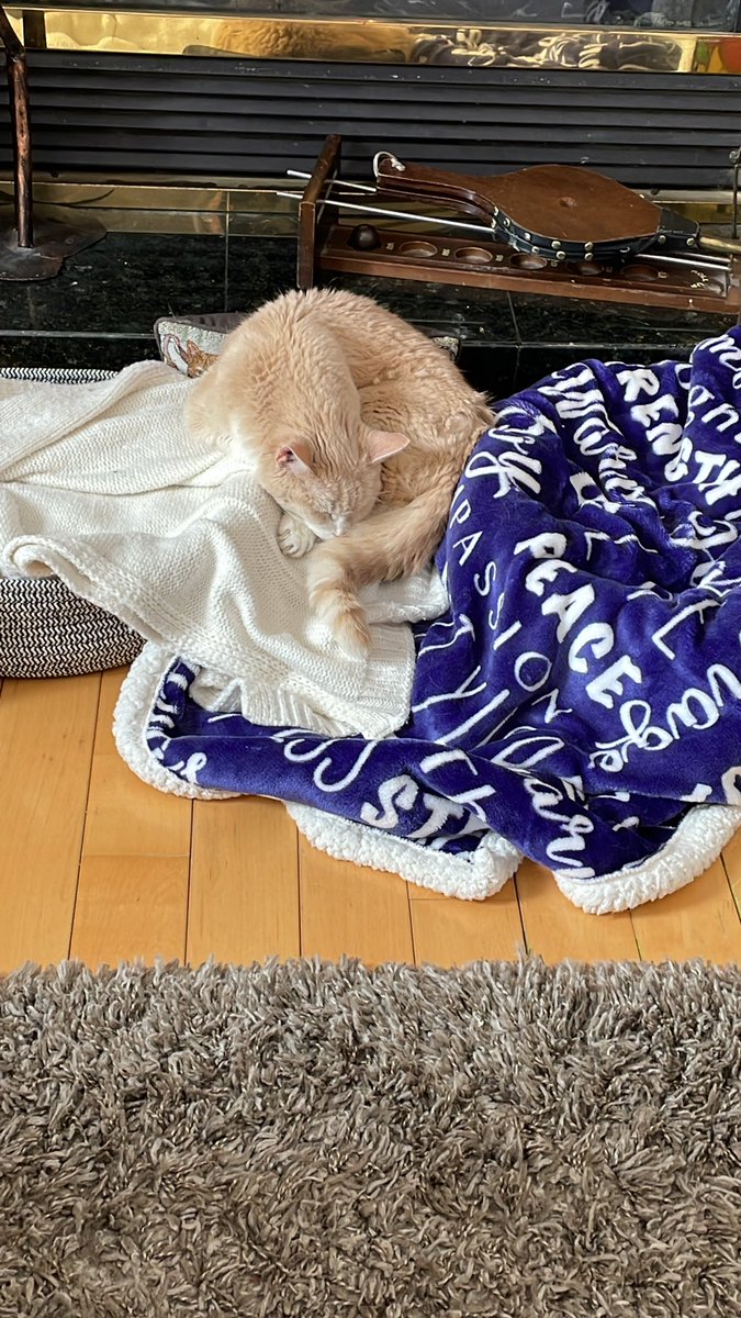 When you can’t choose between two beds . Happy Caturday! #Caturday
