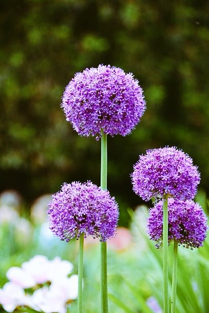 plantexplorer's tweet photo. Late spring
Why we love it: Tall, globe-shaped flowers (some are as big as your hand!) are a striking addition to the spring garden. Rodents won't bother these bulbs.
#NaturalBeauty
#NaturePhotography #naturelovers #WorldWildlifeDay https://t.co/HrfpJn6EVz