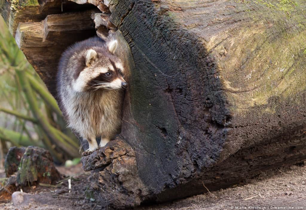 DailyRaccoons2's tweet photo. Day 363 of posting daily raccoons https://t.co/J3mqB1iIY1