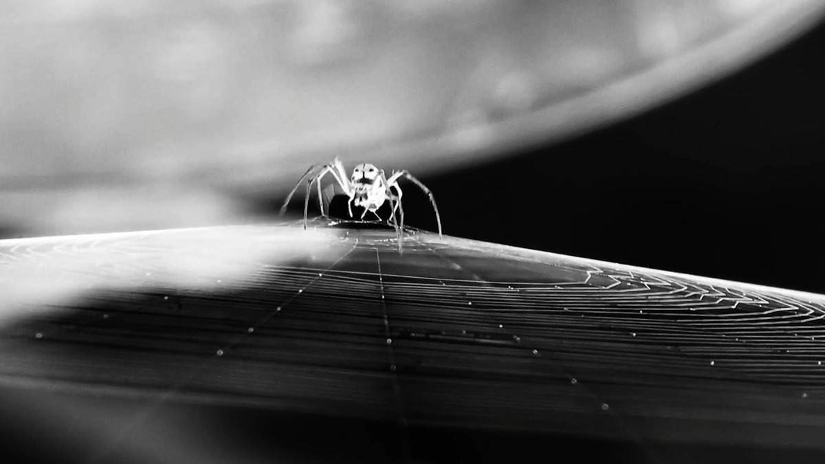 PixieFinchen's tweet photo. cw \\ spider 

A NEW VENOM SCREENSHOT THREAD CAUSE SKZ ARE SSICK https://t.co/0u2whCf6lo