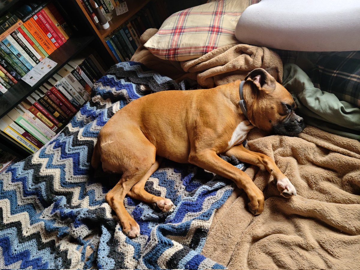 IntrovertedMe7's tweet photo. Tired boxer = happy boxer 🤗 #DogsofTwittter #Boxers #rescuedog https://t.co/TD6daP4emY