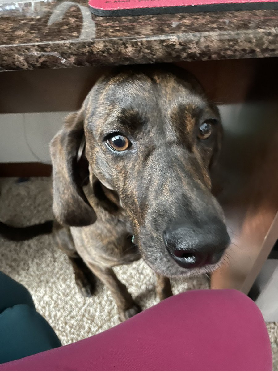 Sarah58937914's tweet photo. When Addie is feeling the air pressure it’s 3” or less! #plotthounds #plottiemama #hounddog #DogsofTwittter https://t.co/vFrYhjNHm8