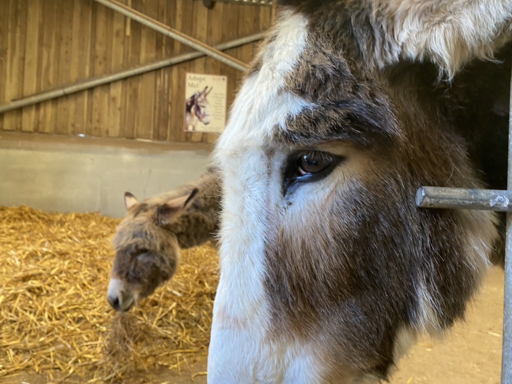 aveen_geologist's tweet photo. Kids + Donkeys + sunshine = amazing day! Thank you @Flickadonkeys and the amazing work you do caring for these beautiful animals. #Cornwall https://t.co/g4Thkdaqpy