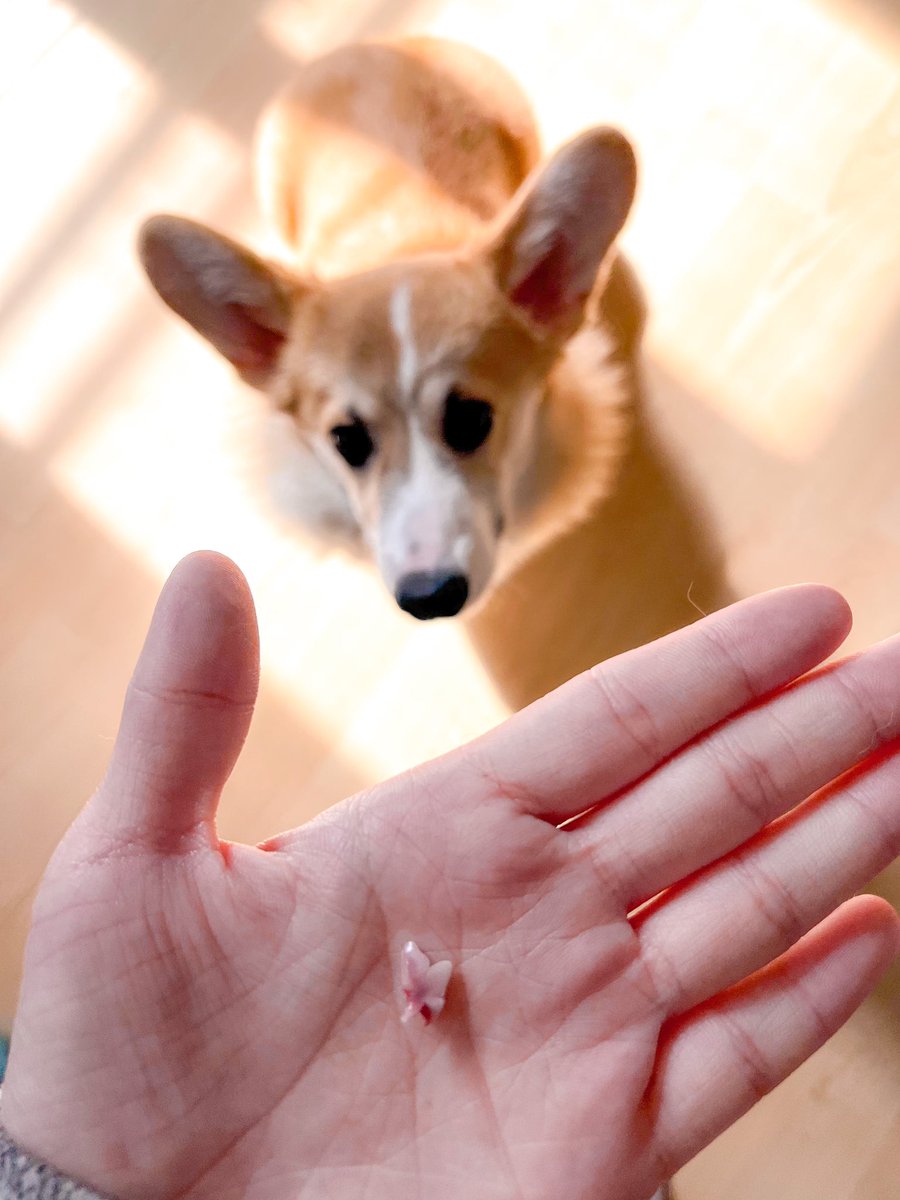 Moka the Corgi tweet media