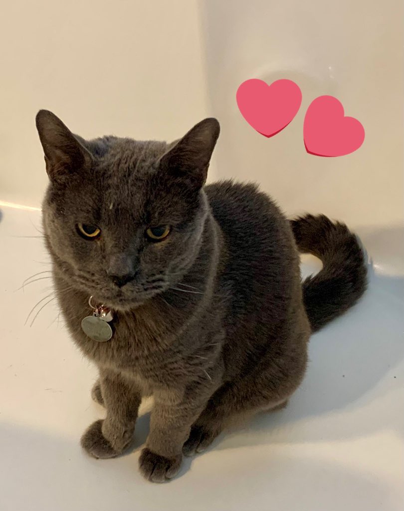 🦁Isabella, 🐈‍⬛Tommy & 🐱Alex tweet media