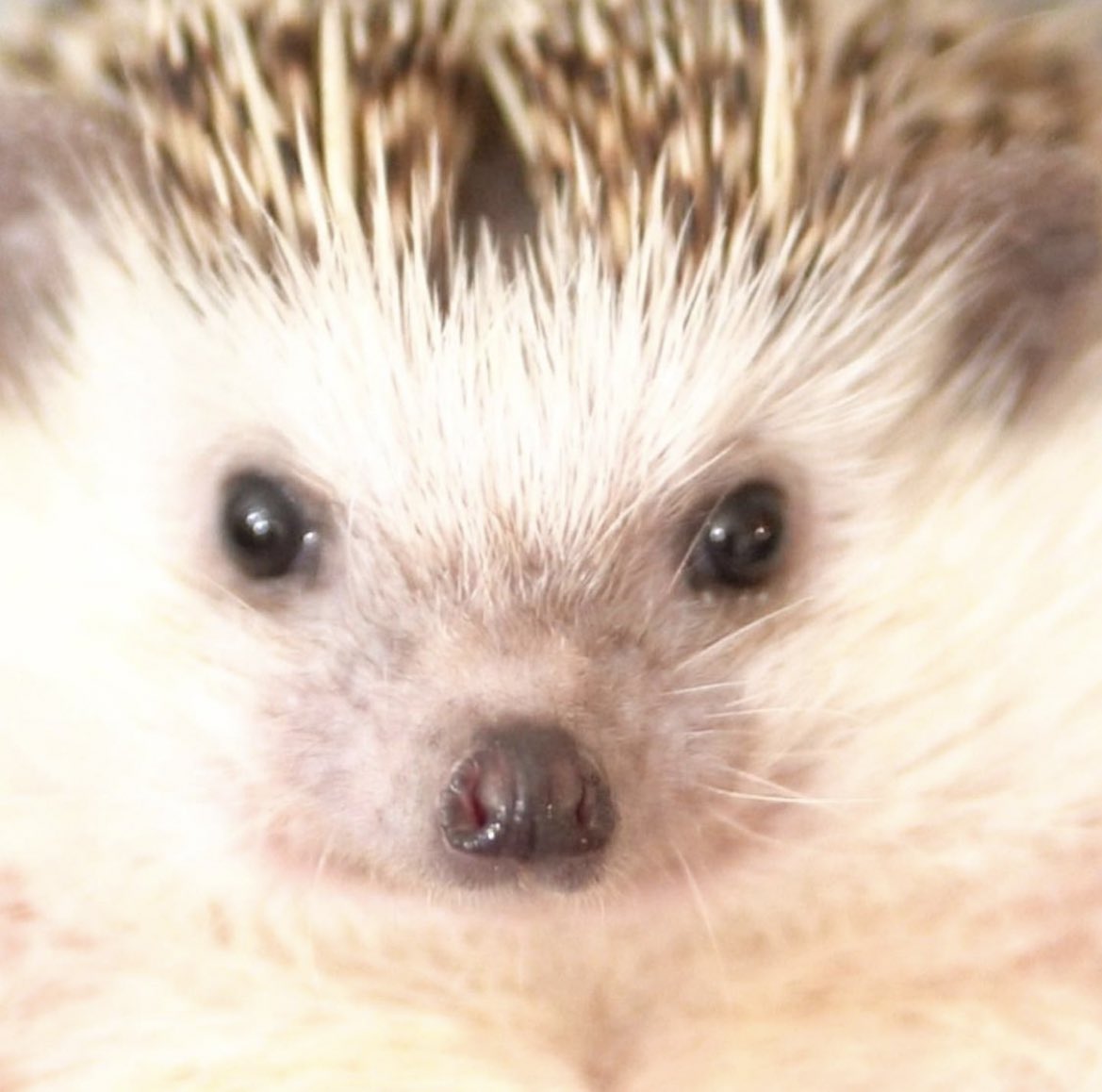 daily__hedgehog's tweet photo. Saturday 5th March, 2022 https://t.co/XMMO21ZfAz