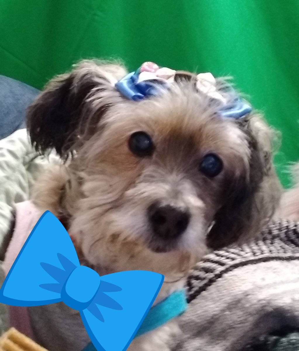 LiquidRina's tweet photo. You can see Petunia on today's Haven of Horror stream on @HwithoutLimits so she's dressed up ��� https://t.co/i2Y2pJ6qqn