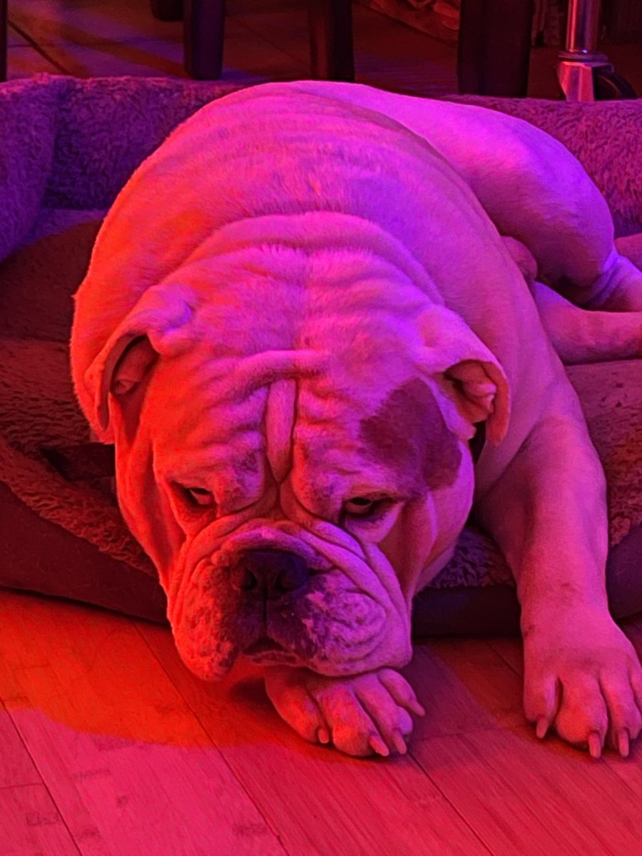 2Hawt2Handle's tweet image. Thor giving me the “Don’t even think about it” look. 😬
#thorpicoftheday