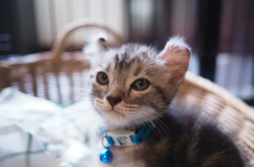 TranslatedCats's tweet photo. Just started being a cat. https://t.co/VIS9N7inBY