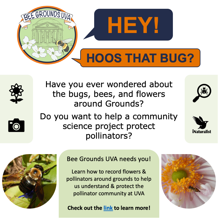 BeeGroundsUVA's tweet photo. We’re excited to debut our community science project on @iNaturalist! Anyone can submit photos of flowering plants and pollinators on Central Grounds! Learn more: https://t.co/QDHppSCqcH https://t.co/llaIjUwp94