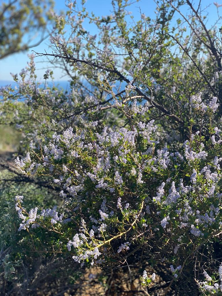 sonyawalger's tweet photo. More from my walk. Finding 5 things I’m grateful for is easy on these beautiful days. Sending love to you all. https://t.co/BTQPQWgKZT