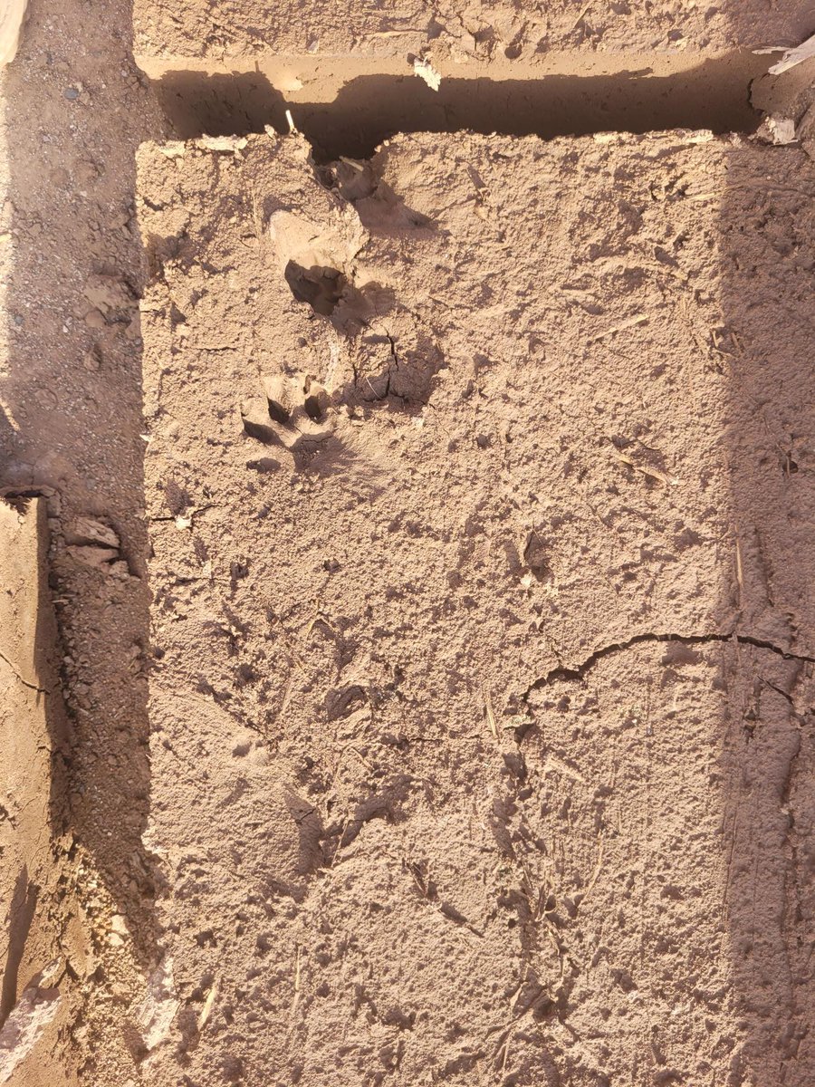 HigbeeKirk's tweet photo. adobe forever,  120+ year old dog print  and 3 day old cat paw print in Phoenix, Arizona https://t.co/4nc6tHXs5K