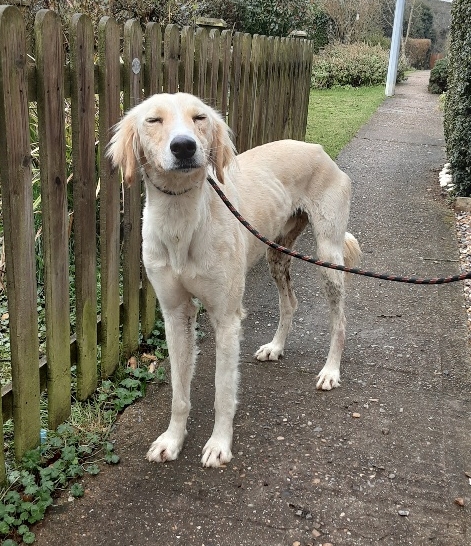 AdoptionsUk's tweet image. Please retweet to HELP FIND THE OWNER OF THIS STRAY DOG FOUND #LUTON #ENGLAND 
   
Male #Saluki FOUND 3 MARCH 22, now in #BEDFORDSHIRE COUNCIL POUND for 7 days. 
He could be missing from anywhere💔

DETAILS👇
lostdogsuk.co.uk/lost-dogs/
@DogslostUK @MissingPetsGB @SAMPAuk_ #dogs