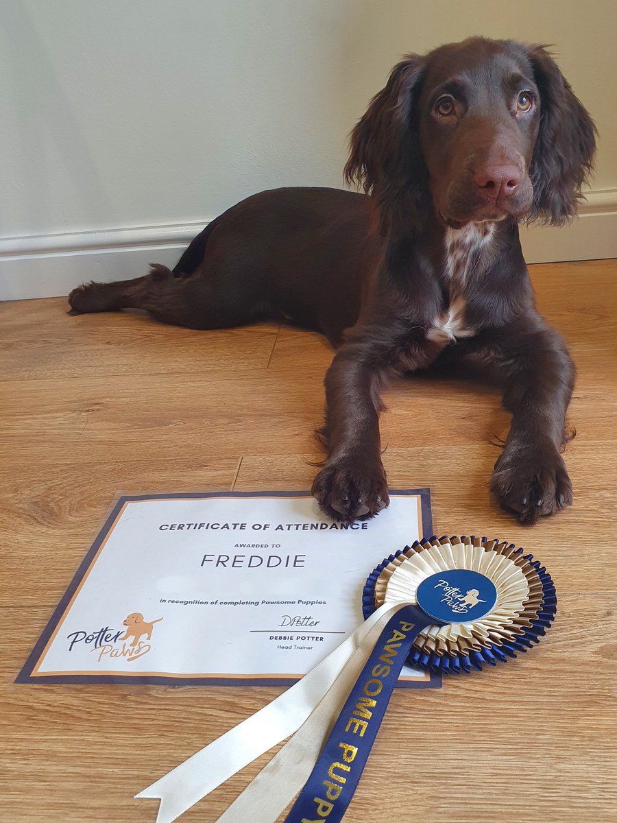 Freddie The Sprocker tweet media