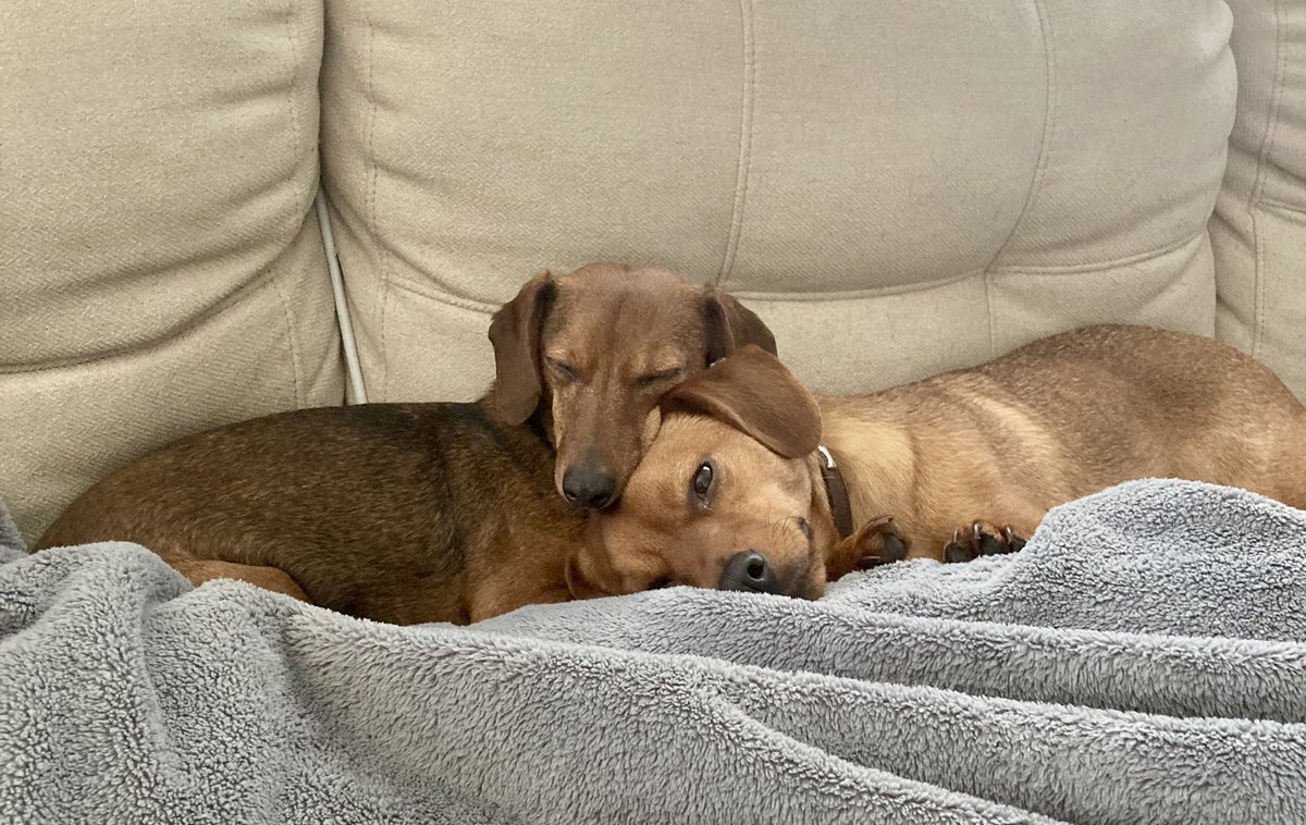 NerdyITManager's tweet photo. My #dachshunds are so…. Man I swear… I’m bout to explode from cute overload… https://t.co/9LxR63IIf7