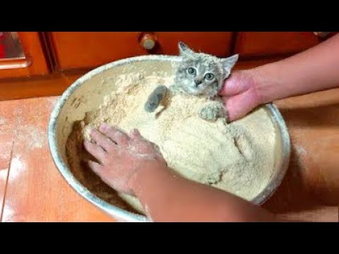 He will be baked soon