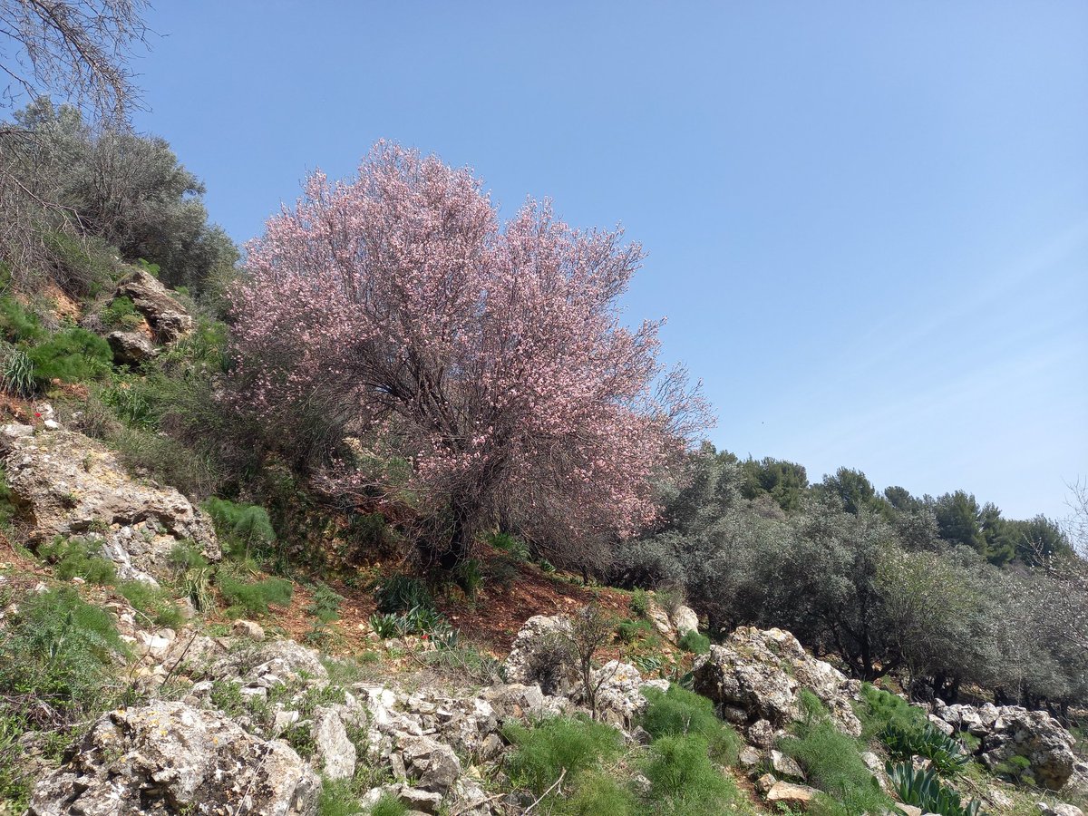 LiorBorenstein's tweet photo. On Tuesday I went for a walk in wadi Rosh Pinna. Its full with blooming almond trees at the moment and Mountain gazelles and a small Tortoise were seen. Later I went to the southern Golan Hights to Nov nature reserve that was full with hundreds of the rare Iris Grant-duffii. https://t.co/T6S0roVBHT