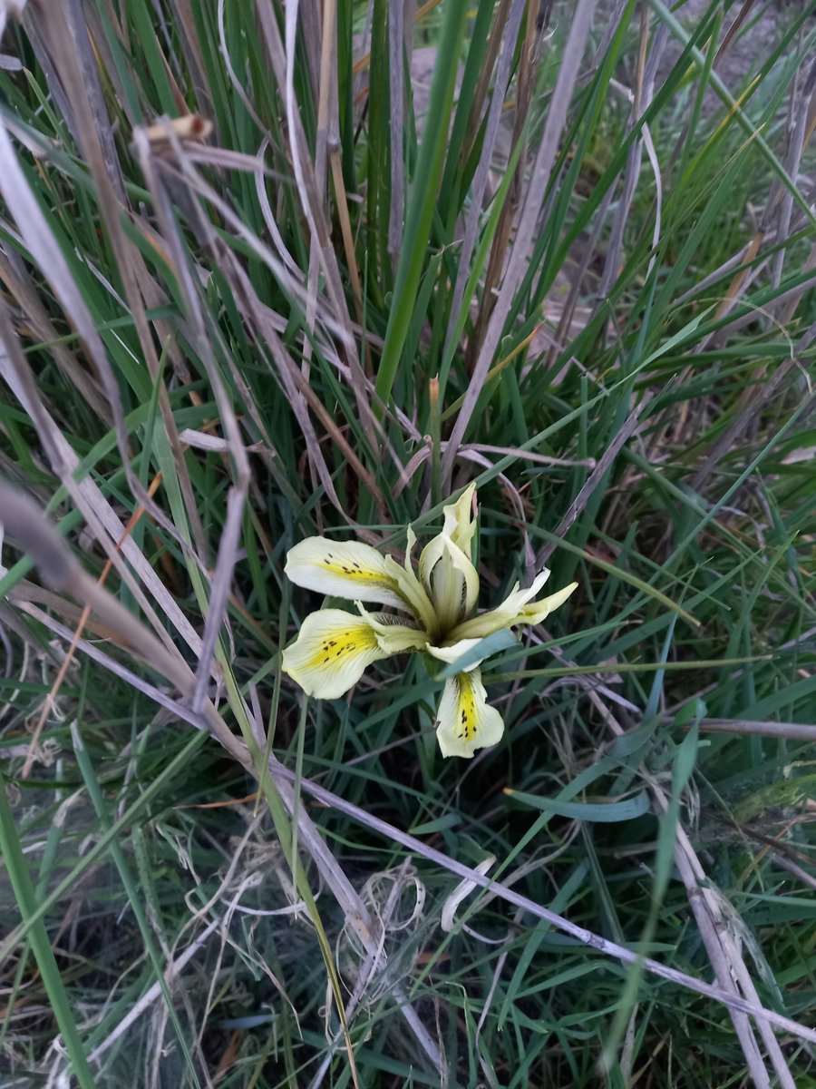 LiorBorenstein's tweet photo. On Tuesday I went for a walk in wadi Rosh Pinna. Its full with blooming almond trees at the moment and Mountain gazelles and a small Tortoise were seen. Later I went to the southern Golan Hights to Nov nature reserve that was full with hundreds of the rare Iris Grant-duffii. https://t.co/T6S0roVBHT
