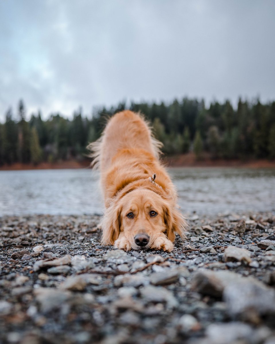 We loved exploring this place- I wish it wasn’t so far from us 😭 #twitterdogcommunity #dogsoftwitter #goldenretriver