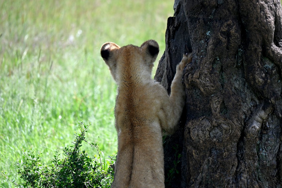 Keeping an eye on the approaching Topi.... #lioncub #lions #safari #gamedrive #massimara #kenya