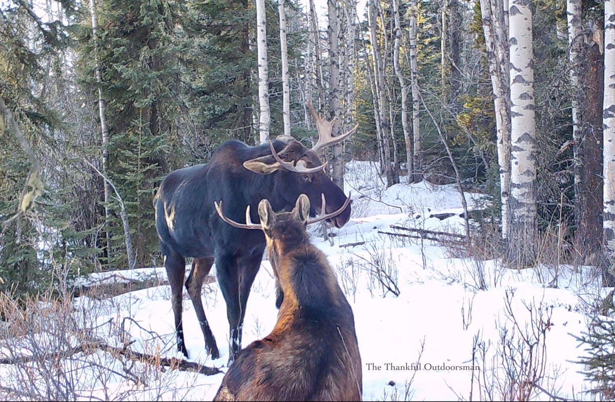 The Thankful Outdoorsman tweet media