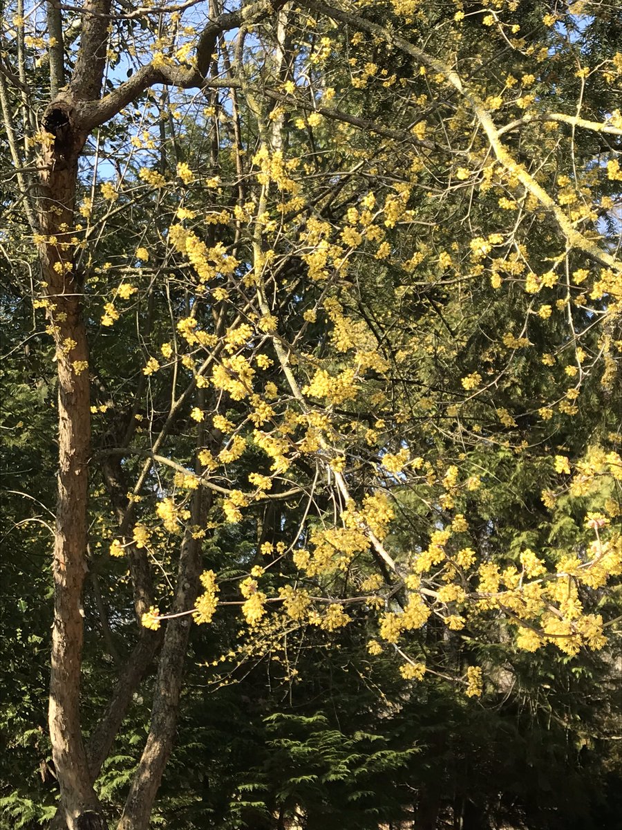 Pureeadventure's tweet photo. Went outside for inspiration today ! #GreatSpringGameJam2022 https://t.co/OnHahssMtH