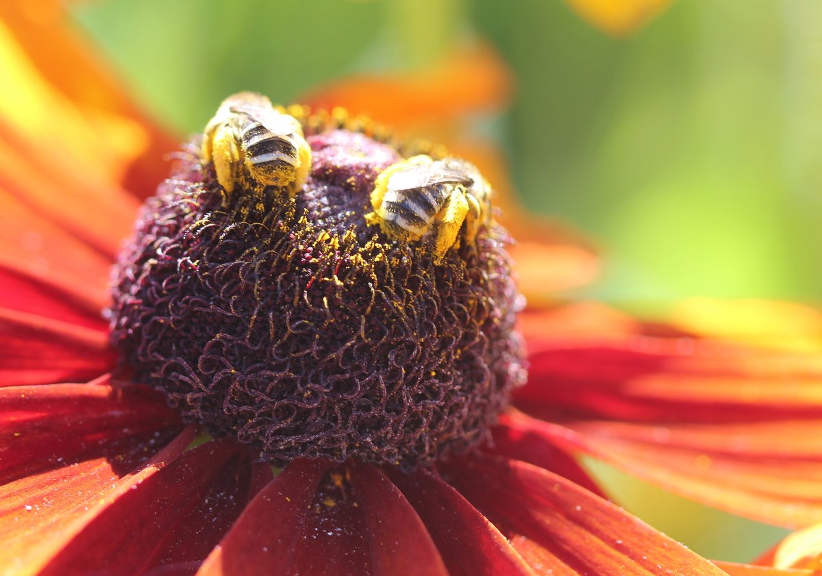 zucchinibeemama's tweet photo. Hello, my brain seems to be producing seratonin this morning. Must have been something I dreamt! 😆
Anyway, it's a beautiful sunny day in YVR and here's a twofer for #invertebutt week. Go gently and bee well. https://t.co/gNP95Qdfwc