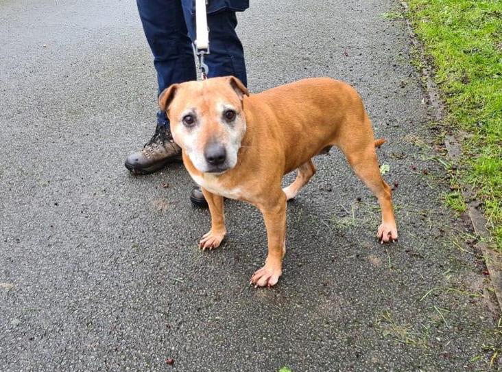 AdoptionsUk's tweet photo. Please retweet to help Fern find a home #Yorkshire 
#England 

Aged 10, looking for an adult home as the only pet. please contact the shelter directly for more details. 

DETAILS or APPLY 👇
https://t.co/oGH84DsyKv
#dogs #pets #RescueDogs #animals https://t.co/vZeIuvjVNL