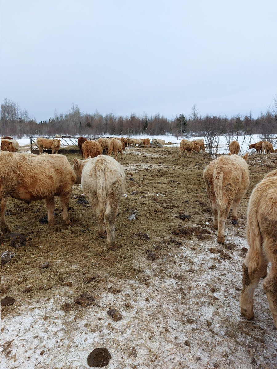 These calves are selling in Keady <a href="/StockerSale/">Northern Select Stocker Sale</a> April 29th. There is a lot of uncertainty in Agriculture, but one thing is certain, these calves are going to take off when they hit grass. Forage only diet all winter, no implants.