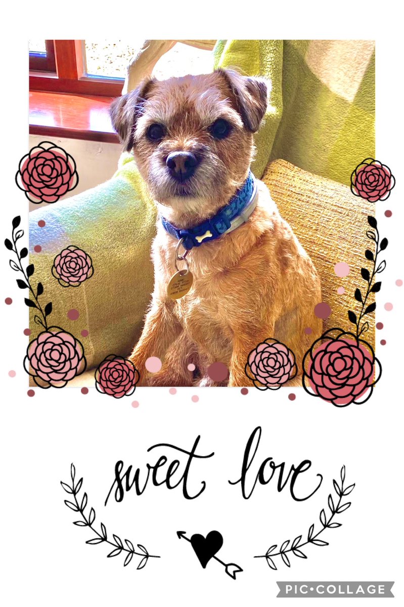 Chantallelouisa's tweet photo. @drscottym @thismorning 🐶 Is it possible to have a segment on bereavement 💔  🐶 https://t.co/F1FZp9swpK