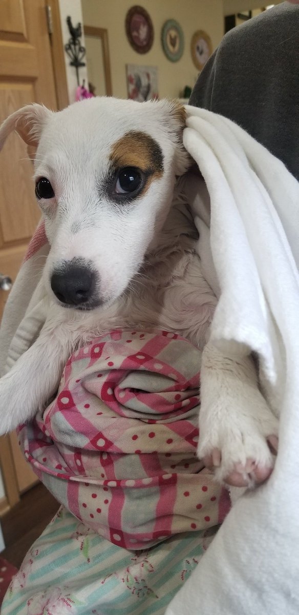 Spring cleaning includes muddy puppies.