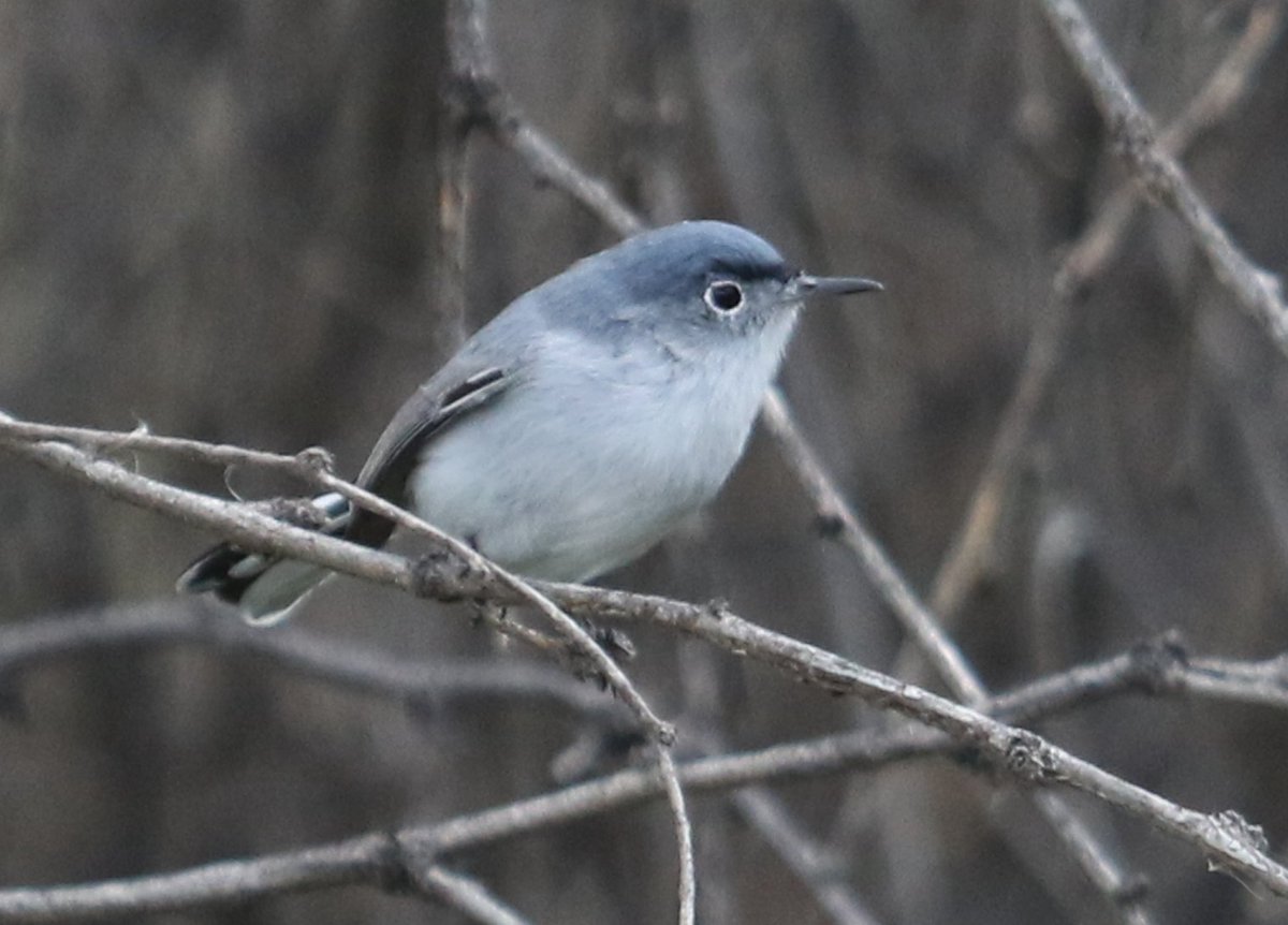 Blue-gray gnatcatcher #birding #birdphotography #Arizona