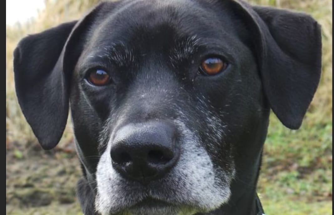 The_Animal_Team's tweet photo. 💥MISSING DOG WEST SUSSEX💥#Woof is #missing from #Worthing #BN13 area. She is elderly & can't see or hear very well. She will be coughing a lot as she hasn't had her meds. She is older than this photo now. ☎️07708463016 if you see her. https://t.co/rl1hJLA4GT #MissingDog #Dogs https://t.co/WqZKrWSuNi