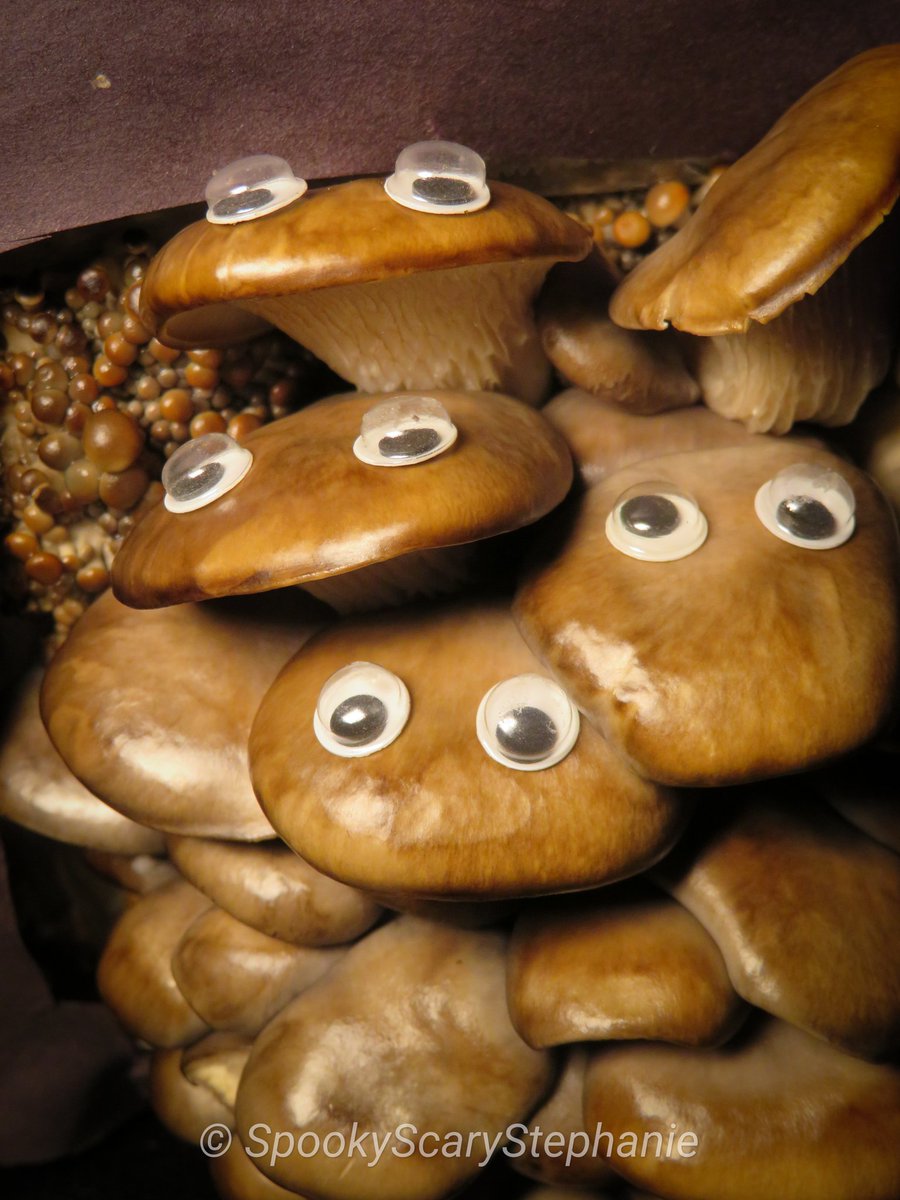 SpookyShrooms's tweet photo. @BacktotheRoots 

Day 6 and it's the strangest thing! My mushrooms appear to have sprouted eyes. 👀🍄

#GrowOneGiveOne #oystermushrooms #pearloystermushrooms #mushroomphotography #mushroomgrowing #growyourownmushrooms #mycology #eyebombing #googlyeyes https://t.co/F2Q8lO8H3A