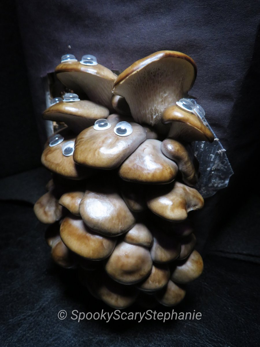 SpookyShrooms's tweet photo. @BacktotheRoots 

Day 6 and it's the strangest thing! My mushrooms appear to have sprouted eyes. 👀🍄

#GrowOneGiveOne #oystermushrooms #pearloystermushrooms #mushroomphotography #mushroomgrowing #growyourownmushrooms #mycology #eyebombing #googlyeyes https://t.co/F2Q8lO8H3A