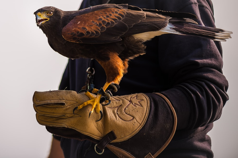 MiraidaSans's tweet photo. Falconry is the activity of hunting with trained birds of prey, especially with falcons, goshawks and other birds of prey to capture poultry or land species. https://t.co/IJVFwG7LYU