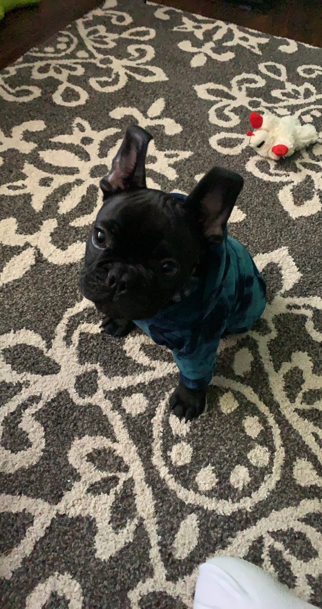 natelison97's tweet photo. Am I the crazy dog mom that bought their puppy a hoodie? Yes yes I am. Do I regret it? Absolutely not! 🐶💛 #Apollo #frenchbulldog https://t.co/9tIGotuDRf