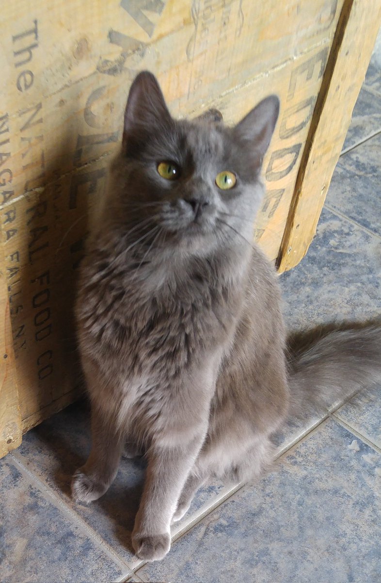 CutestKittyMika's tweet photo. Hello! This is Mika:) I'll be posting daily content of her. https://t.co/EivCyQkcaY