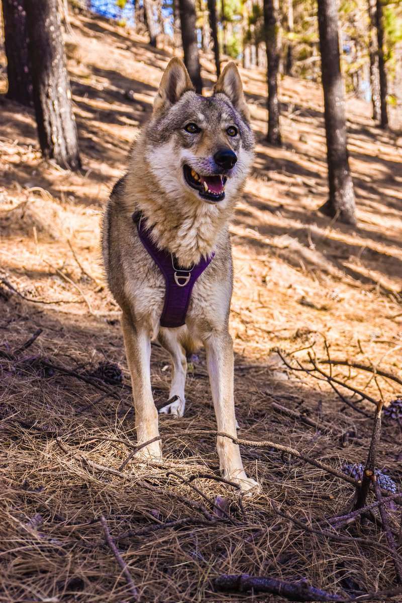 Bluemoonwolfke1's tweet photo. Mi princesa Mayuski... https://t.co/PUb4BAaiHf