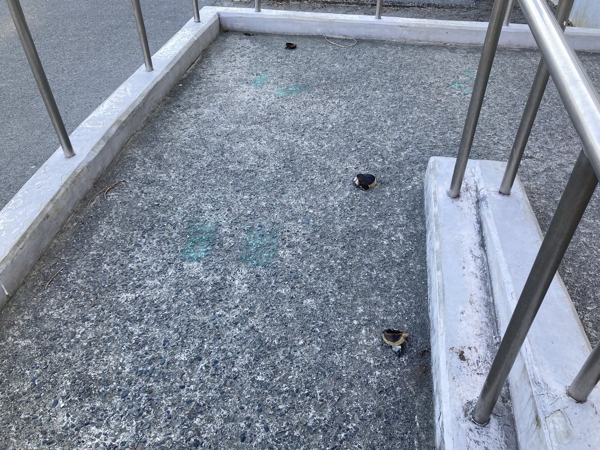 ayase_seinenbu's tweet photo. おはようございます☀
昨晩おこないました花火大会も問題なく終了し、また市民の方々からありがたいご感想を頂きやって良かったなと感じております😄

本日は早朝より打ち上げた花火の燃えカス拾いです！100%拾いきることは難しいですが、なるべく多く拾いますよー💪 https://t.co/3925SAABqK