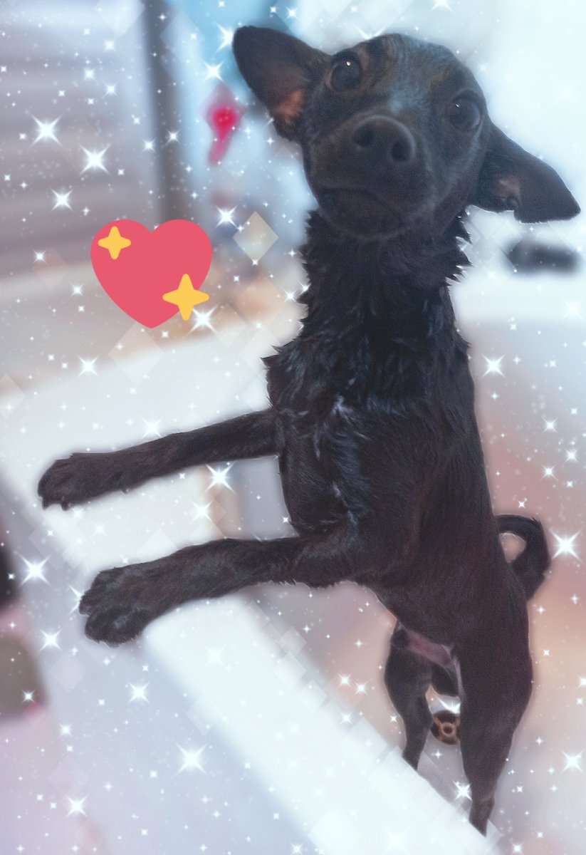 Paolito811's tweet photo. Ma come si puo' non amarli?
#dogs
#DogLover
#dogislife https://t.co/xSHWGwc3gb