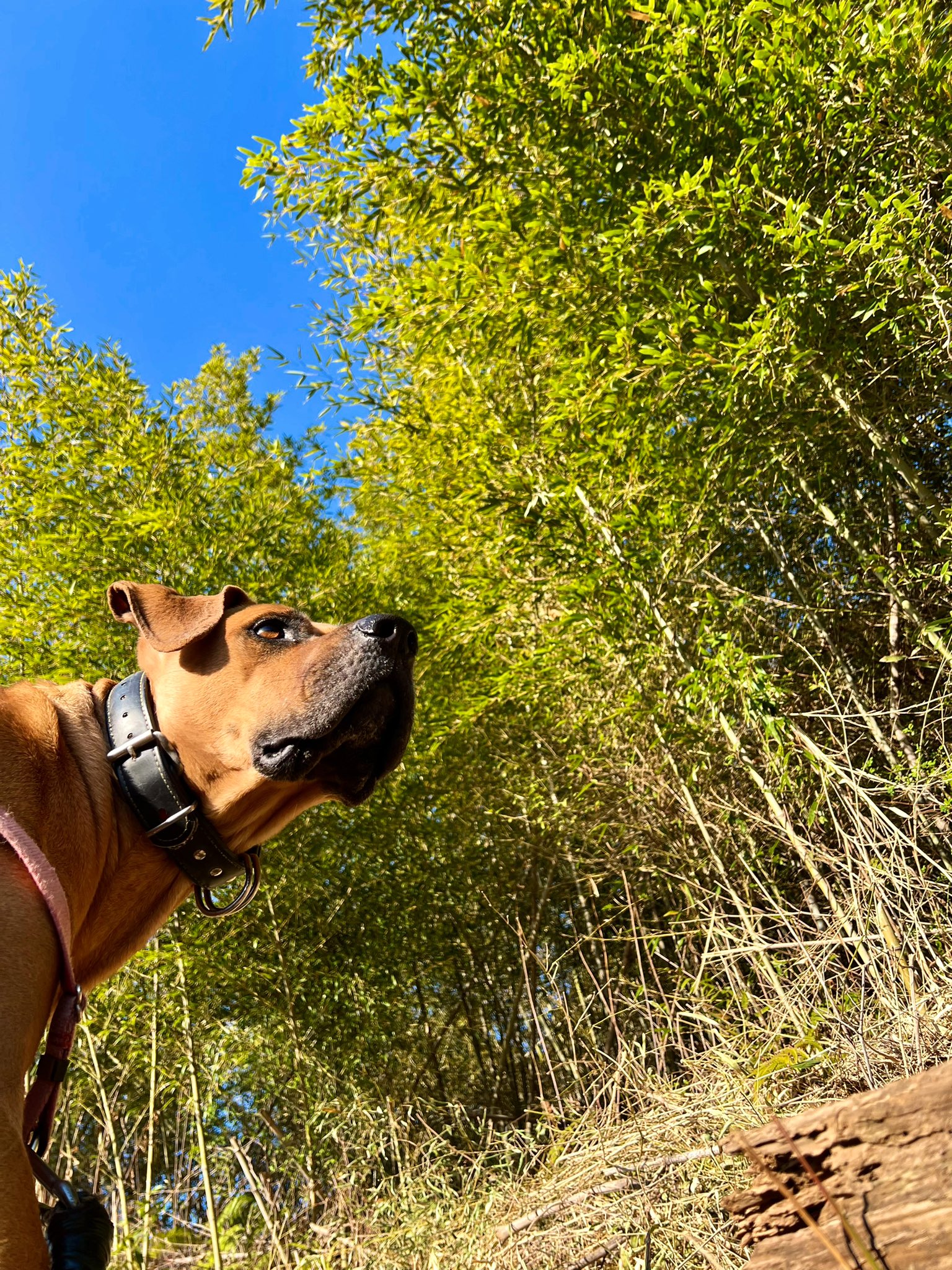 ジョーは犬 猫と添い遂げる家のリフォームをする 散歩にはちょうどいい気候 今朝の犬は先日ウォーキング中のお爺ちゃん に 立派な犬だなぁ と褒められた地点まで来るといそいそと早足になってお爺ちゃんを探してまた褒められようとしてましたが