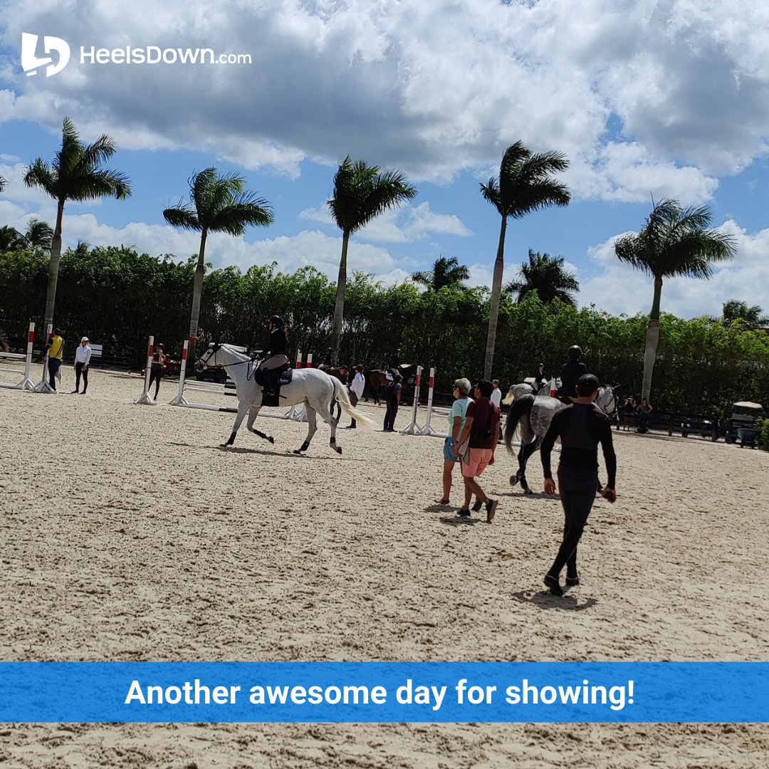 HeelsDownApp's tweet photo. Another awesome day for showing! ❤️🐴❤️

#heelsdownapp #heelsdown #horsebackriding #ridinglessons #dressage #hunter #jumper #showjumping
#barrelracing #polo #reining #WellingtonFL #PalmBeach #horsesofinstagram #WEF2022 #lovehorses #horseshow https://t.co/Xonnm22wiw