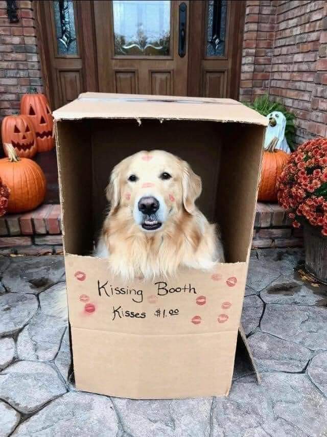 Happy Dog tweet media